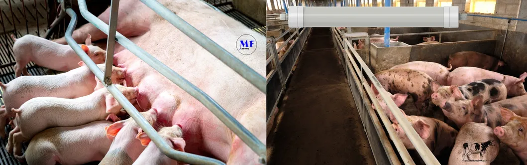 LED Tri-Proof Light Anti-Ammonia White Color Ik10 IP69K 0~10V Dim CCT Power Adjustable 170lm/W 1.6m for Diary Cow Sheep Farmyard Livestock 7