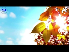 পাখি ১ সোলার স্ট্রিট লাইট