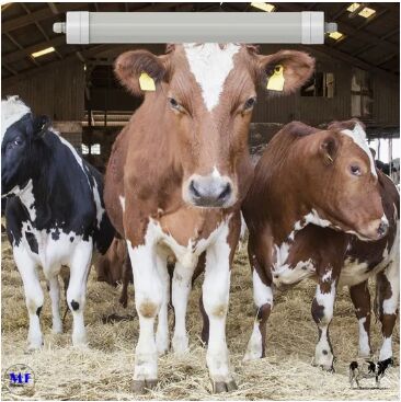 এলইডি ট্রাই-প্রুফ লাইট অ্যান্টি-অ্যামোনিয়া হোয়াইট কালার Ik10 IP69K 0~10V ডিম সিসিটি পাওয়ার নিয়মিত 170lm/W 1.6m জন্য ডায়ারি গরু ভেড়া ফার্মওয়ার্ড গবাদি পশু